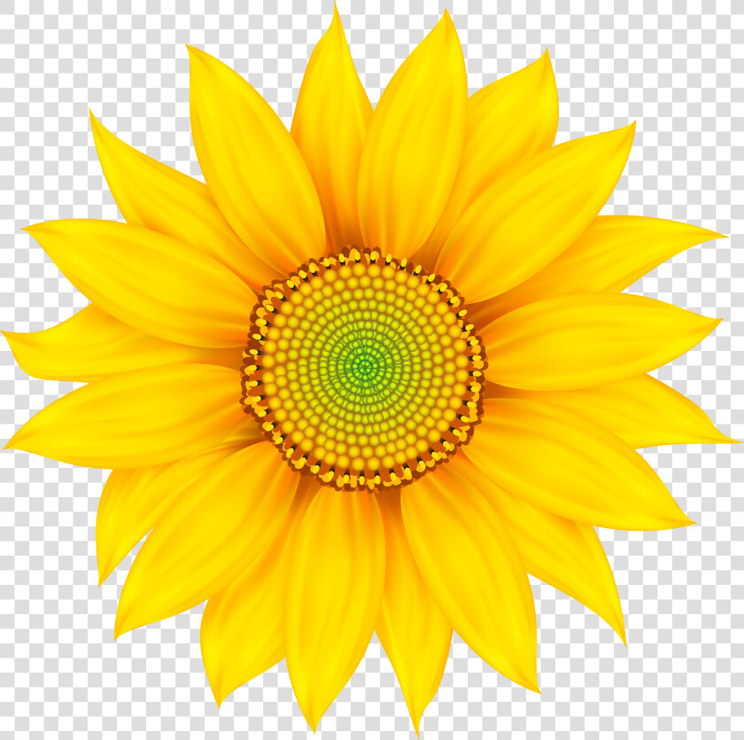 Transparent Daisy Flower Png   Png Download   My Everything Good Morning Texts For Girlfriend  Png DownloadTransparent PNG