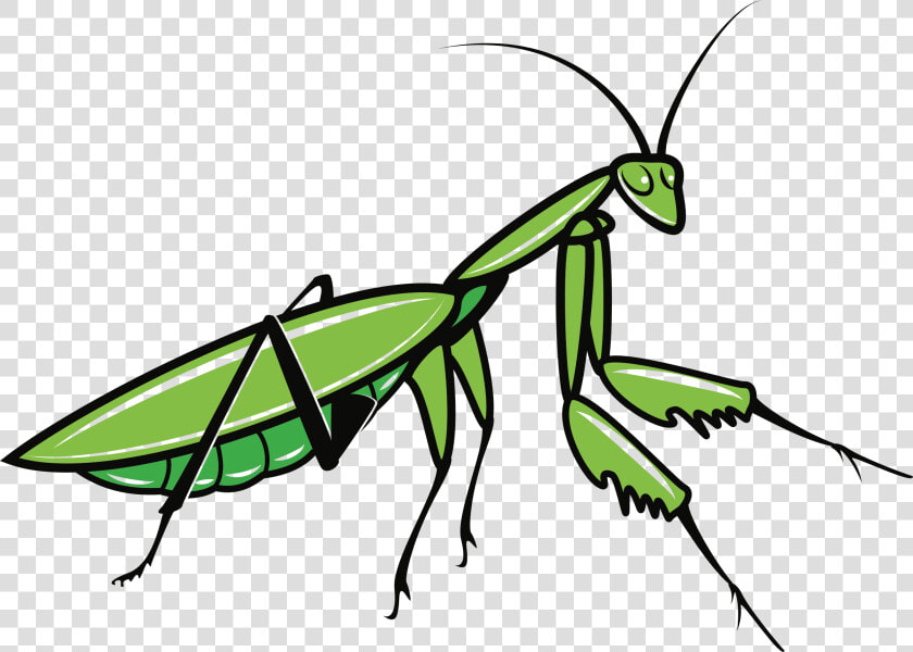 Praying Mantis Clipart  HD Png DownloadTransparent PNG