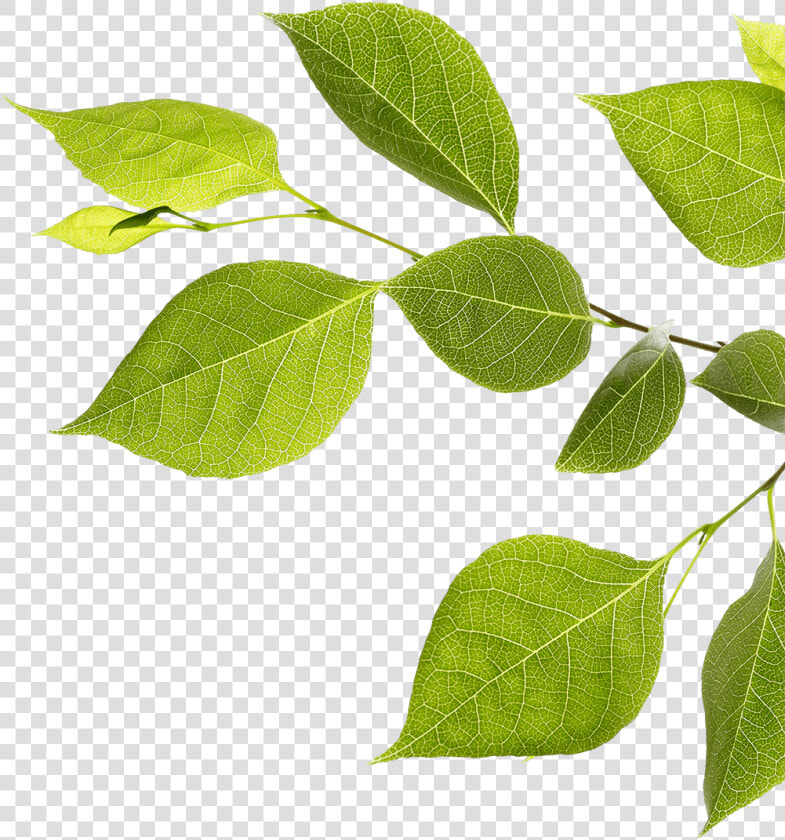 Branch With Green Leaves   Twig  HD Png DownloadTransparent PNG