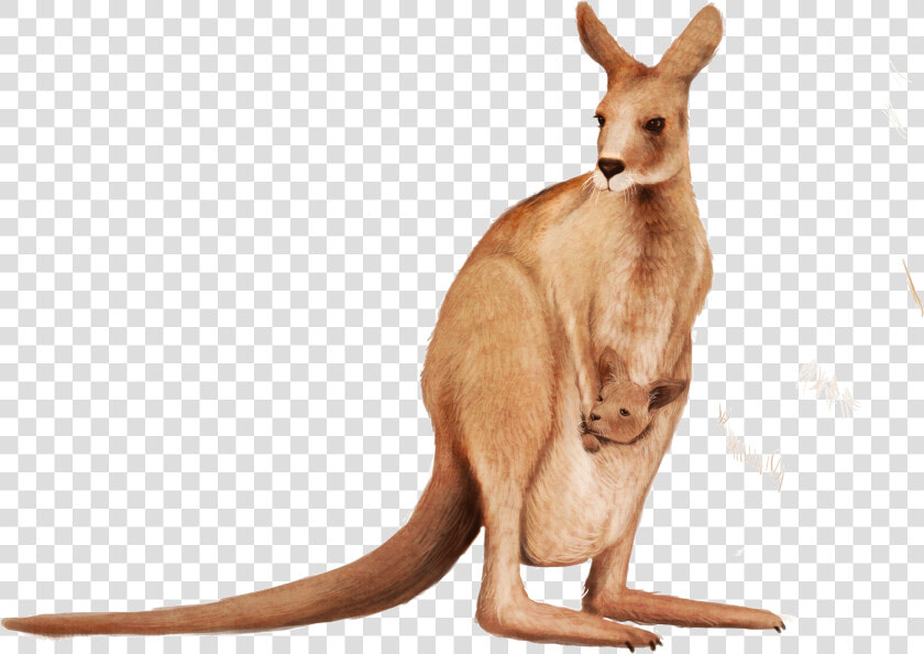 Kangaroo Wallaby Animal   Kangaroo Png  Transparent PngTransparent PNG