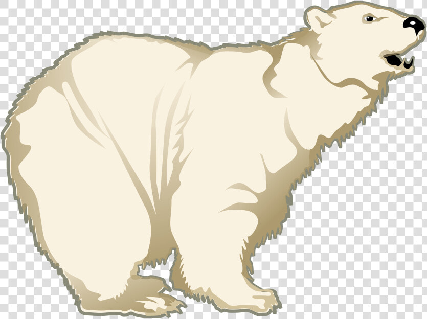 Polar White Bear Png   Polar Bear  Transparent PngTransparent PNG