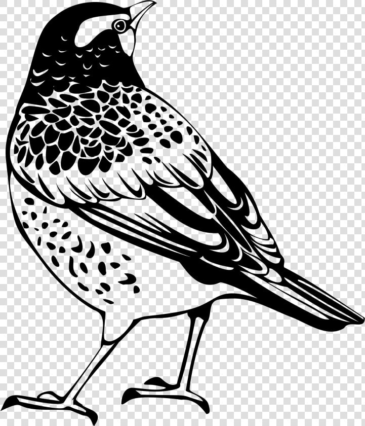 Transparent Feather Silhouette Png   Thrush Black And White  Png DownloadTransparent PNG