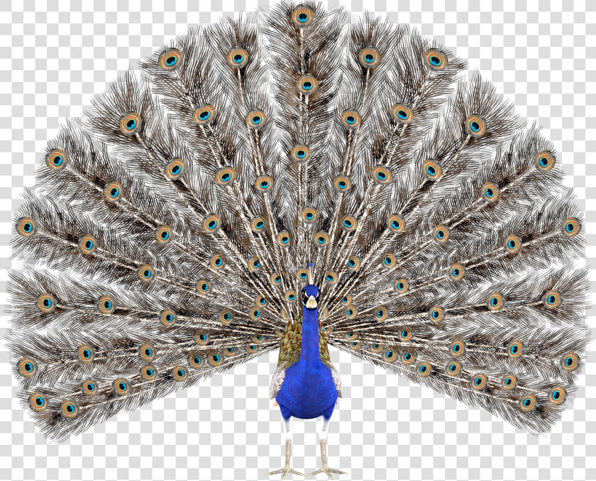 Peacock Wearing Sunglasses  HD Png DownloadTransparent PNG