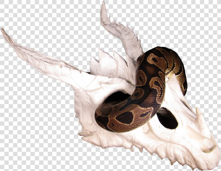 Serpent  HD Png DownloadTransparent PNG