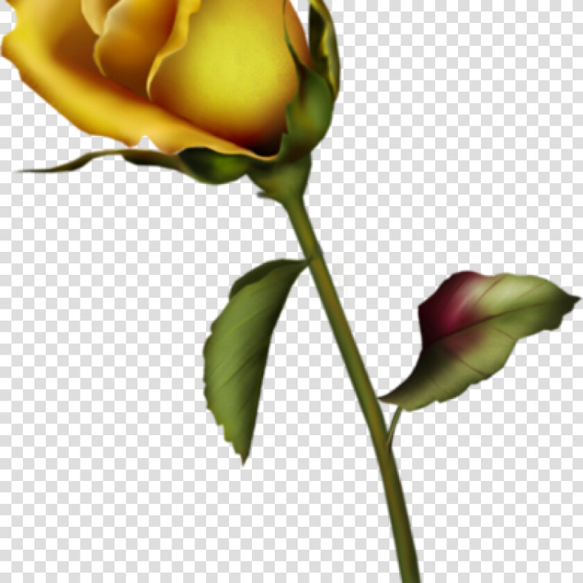 Yellow Rose Clipart Yellow Rose Bud Clip Art Gallery   Single Yellow Rose Vector  HD Png DownloadTransparent PNG