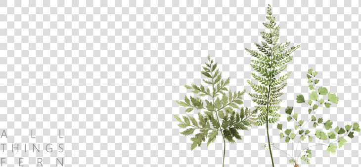 Fern Clipart Tropical Fern   Horsetail  HD Png DownloadTransparent PNG