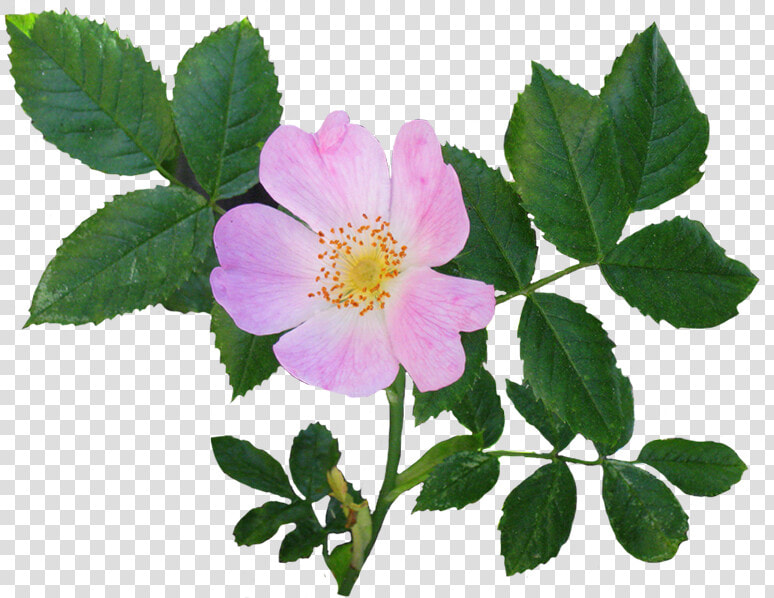 Transparent Single Rose Png   Wild Rose Png  Png DownloadTransparent PNG