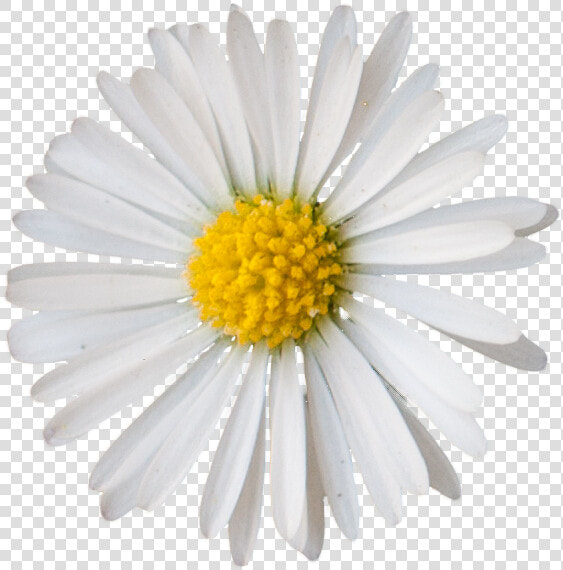 Vegetation Daisie 05   Small Daisy Clip Art  HD Png DownloadTransparent PNG