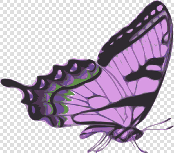 Side Of Butterfly Clipart   Side View Monarch Butterfly  HD Png DownloadTransparent PNG