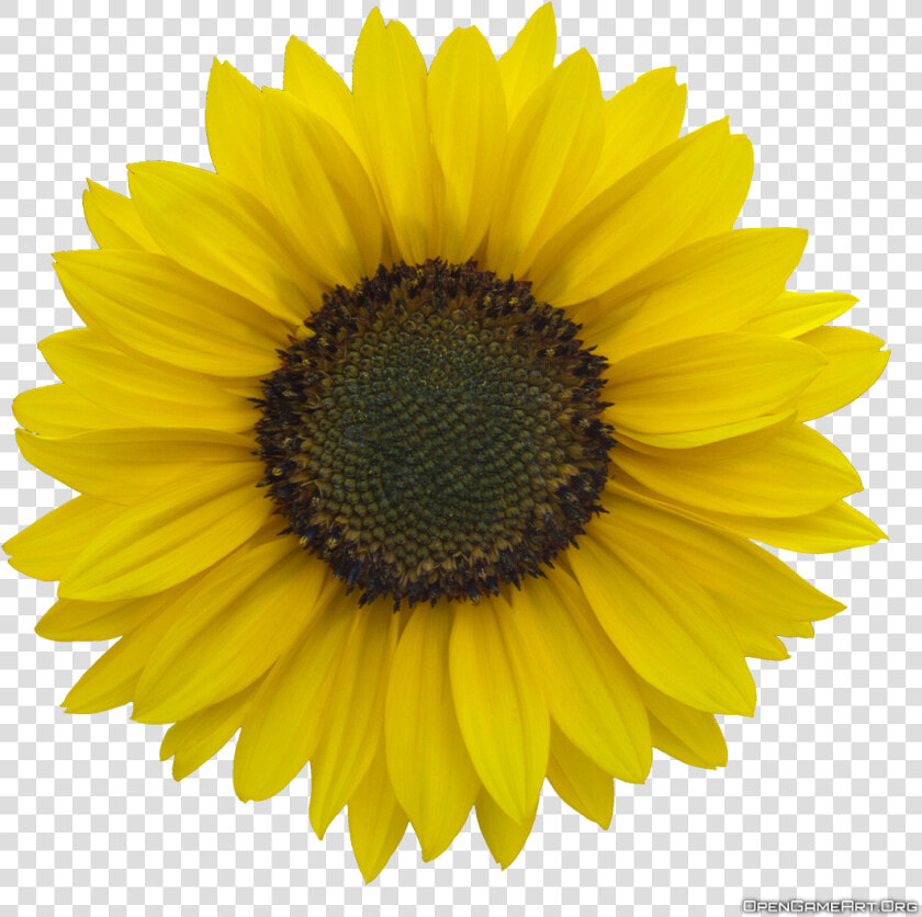 Download Sunflower Images Free   Clear Background Sunflower Png Transparent  Png DownloadTransparent PNG