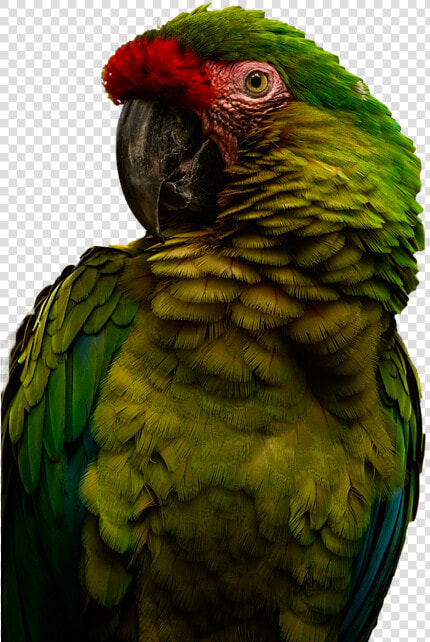 Parakeet  HD Png DownloadTransparent PNG