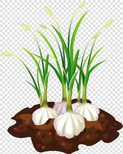 Garlic Bread Free Download Png Hd Clipart   Garlic Plant Clipart  Transparent PngTransparent PNG