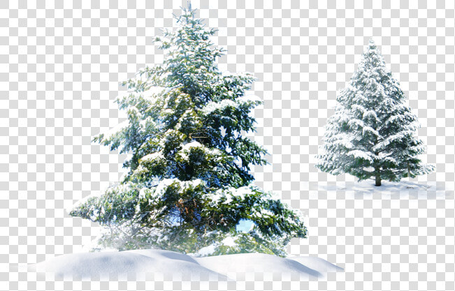  trees  snow  christmas  evergreen  pine  spruce  png  Transparent PngTransparent PNG