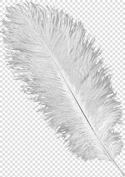 White Ostrich Feather Plume   White Ostrich Feather  HD Png DownloadTransparent PNG