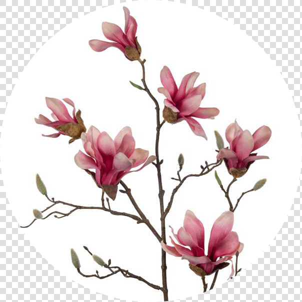 Chinese Magnolia   Png Download   Chinese Magnolia  Transparent PngTransparent PNG