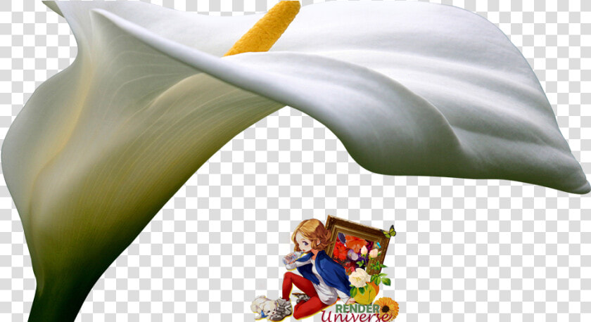 Giant White Arum Lily  HD Png DownloadTransparent PNG