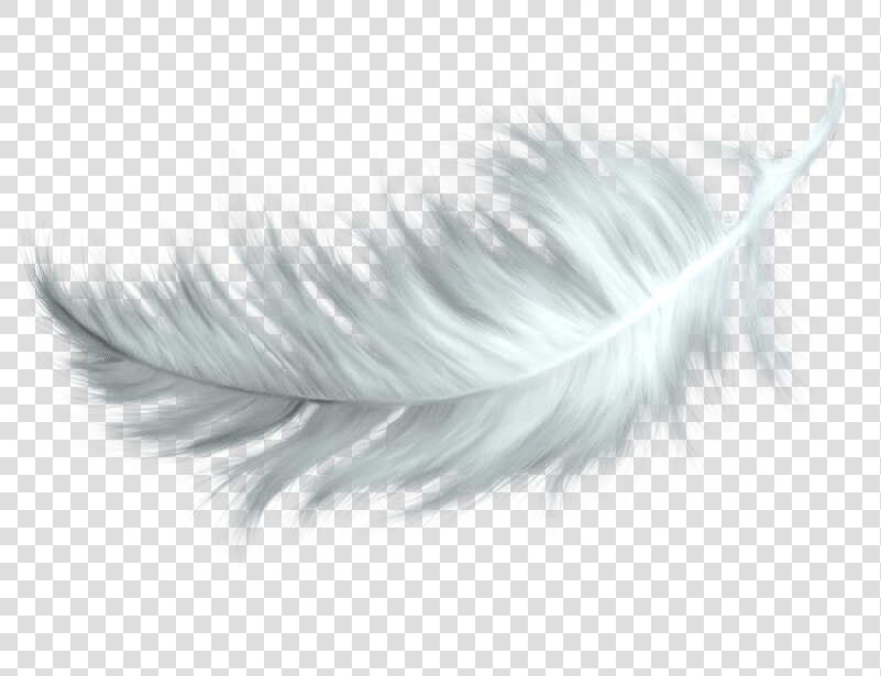 White Feather Transparent Png   Bird Feather Png  Png DownloadTransparent PNG