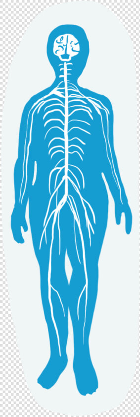 Nervous System   Illustration  HD Png DownloadTransparent PNG