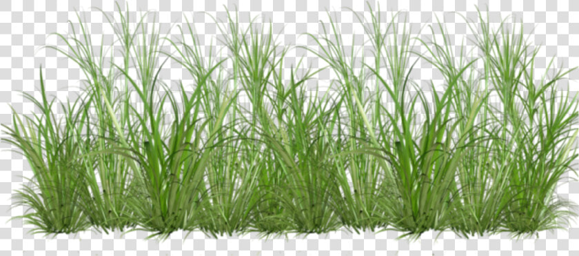 Sweet Grass   Png Download   Cartoon Clear Background Grass Transparent  Png DownloadTransparent PNG