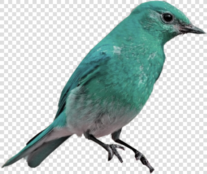 Mountain Bluebird Western Bluebird Eastern Bluebird   Blue Birds Transparent Background  HD Png DownloadTransparent PNG