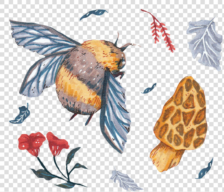 2   Cb Project   Acorn   Perching Bird  HD Png DownloadTransparent PNG