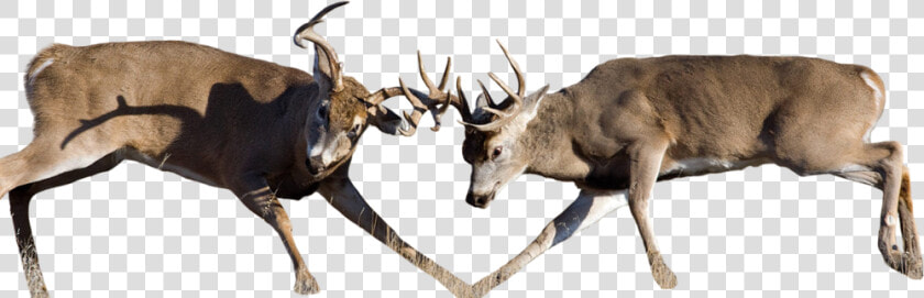 Whitetail Deer Buck Fighting  HD Png DownloadTransparent PNG