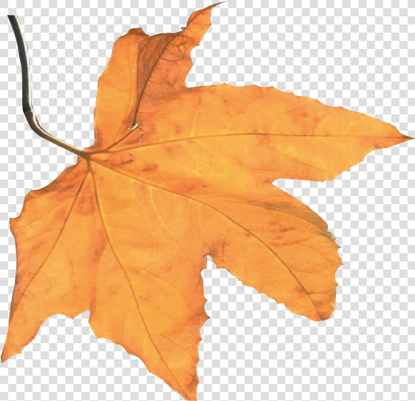 Best Autumn Harvest Leaf   Maple Leaf  HD Png DownloadTransparent PNG