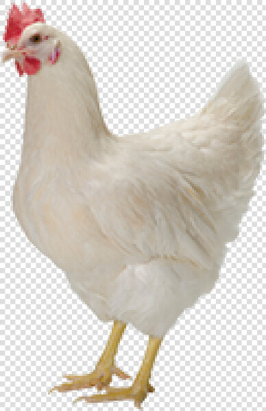 Reid Layers And Broilers   Heat Stress In Laying Hens  HD Png DownloadTransparent PNG