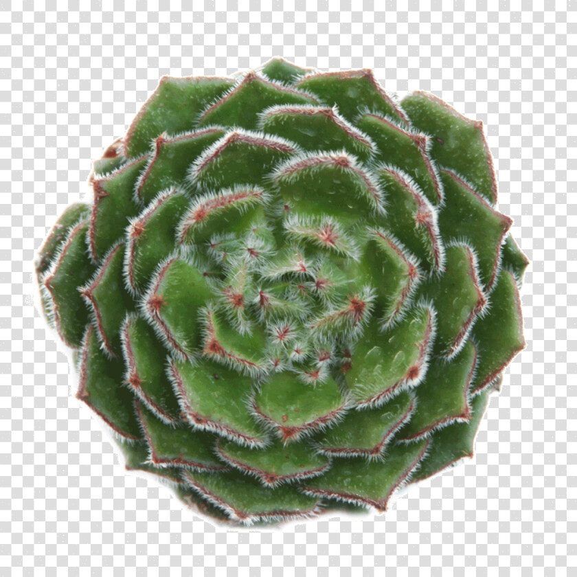 Echeveria Setosa Ciliata  HD Png DownloadTransparent PNG