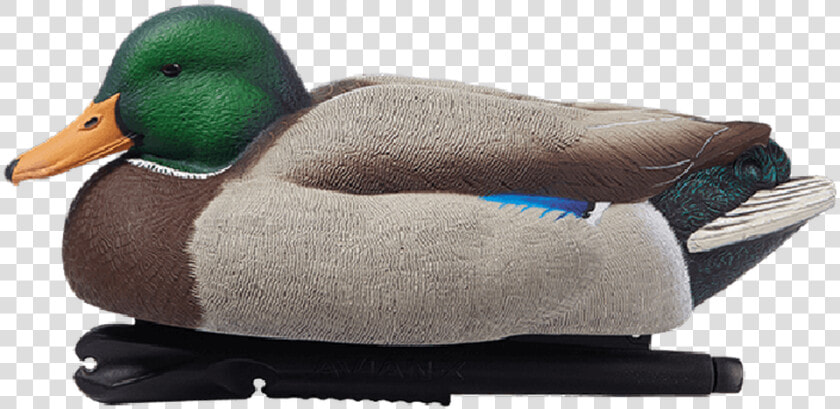 Avian x Foam Filled Oversized Mallard 6 Pack   Avian X Oversized Mallards  HD Png DownloadTransparent PNG