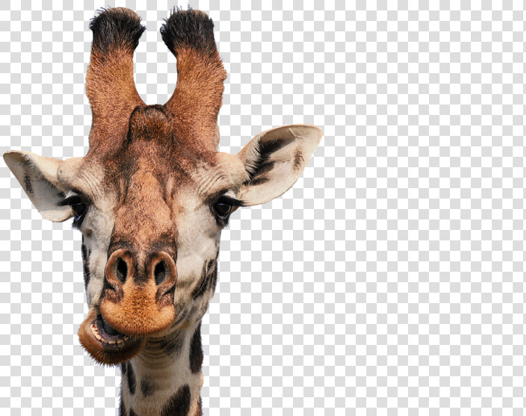 Giraffe  Head  Isolated  Eat  Chew  Funny  Fun  Mammal   Black And White Giraffes  HD Png DownloadTransparent PNG