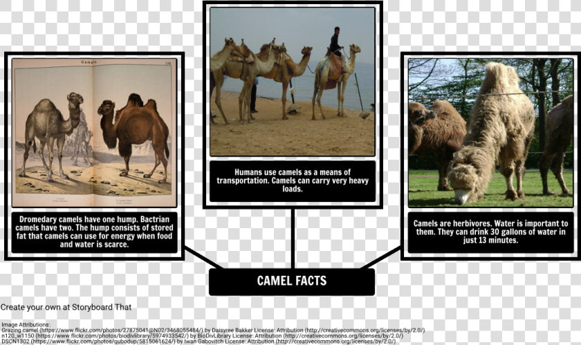 How The Camel Got His Hump   Fun Facts About Dromedary Camel  HD Png DownloadTransparent PNG