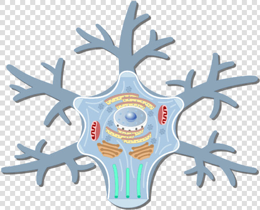 An Image Showing The Neuron Cell Body And It S Structures   Nerve Cell Body Structure  HD Png DownloadTransparent PNG