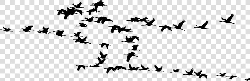 Flock Of Cranes Silhouette Clip Arts   Flock Of Cranes Silhouette  HD Png DownloadTransparent PNG