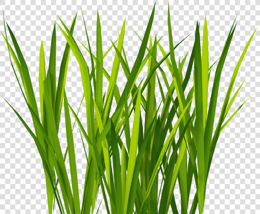 Transparent Bush Texture Png   Transparent Grass Texture Png  Png DownloadTransparent PNG