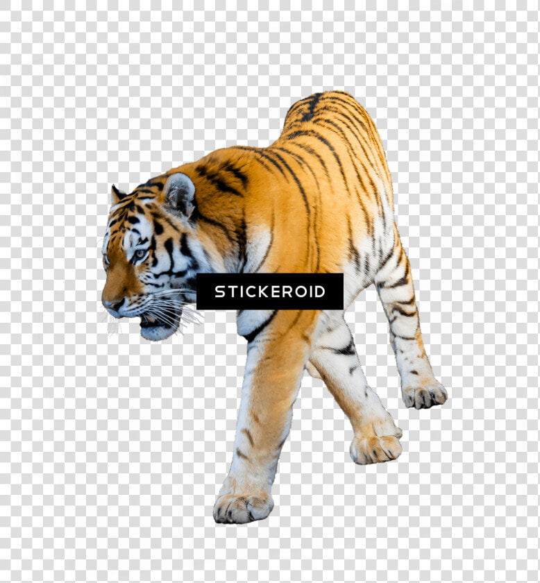 Baby Tiger Png   Tiger With White Background  Transparent PngTransparent PNG