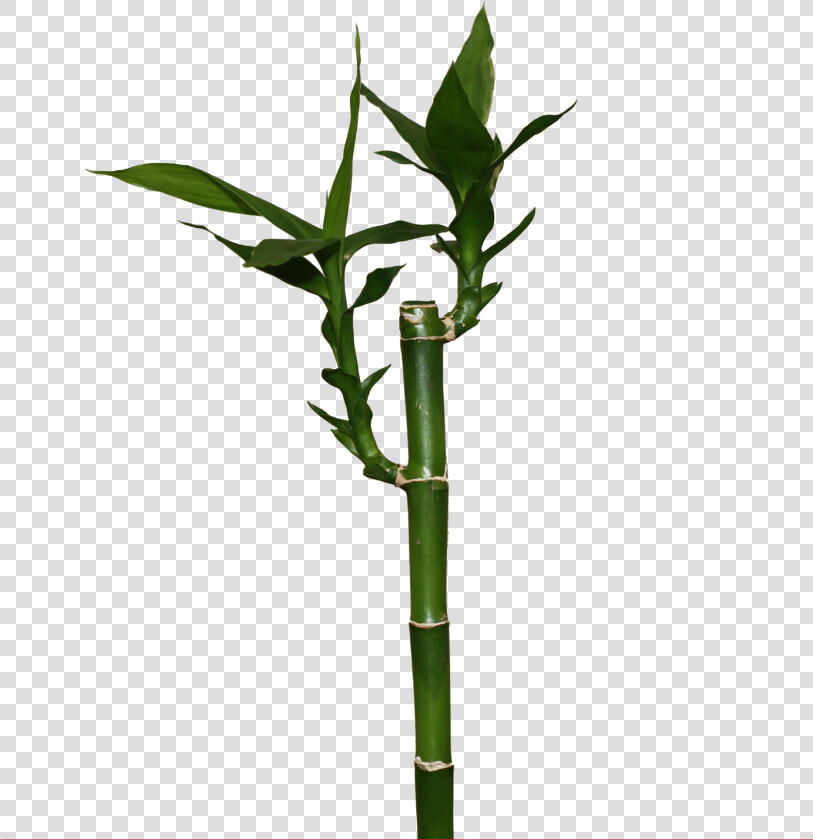 Transparent Bamboo Png   Lucky Bamboo Png  Png DownloadTransparent PNG