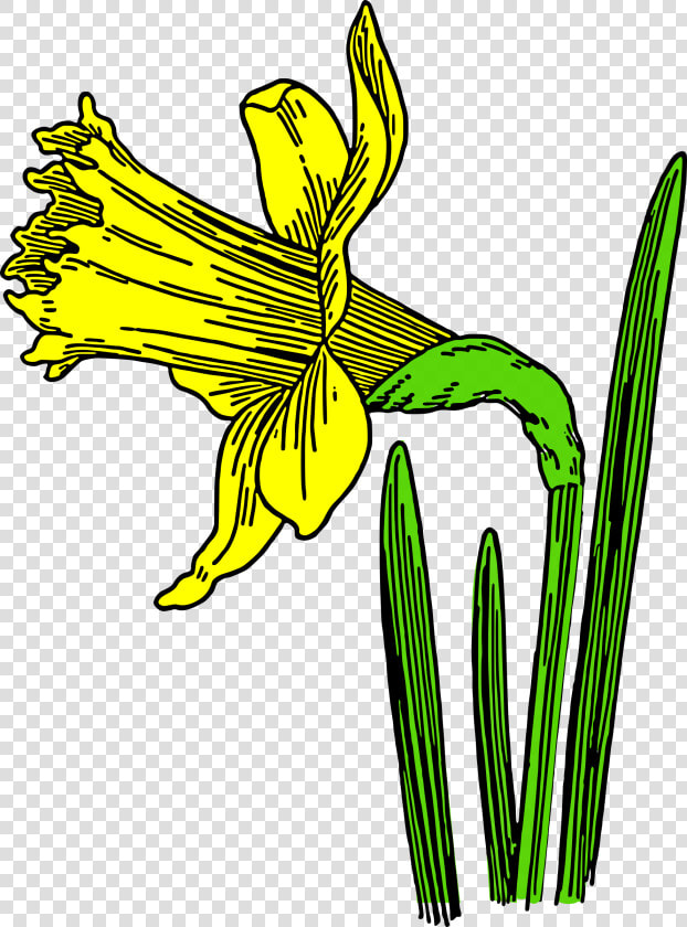 Colored Daffodil Clip Arts   Cartoon Daffodils  HD Png DownloadTransparent PNG