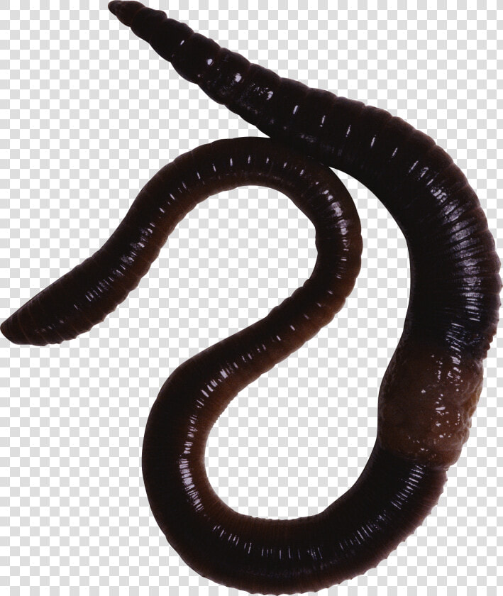 Earthworm Worm Png   Animals With Slimy Skin  Transparent PngTransparent PNG