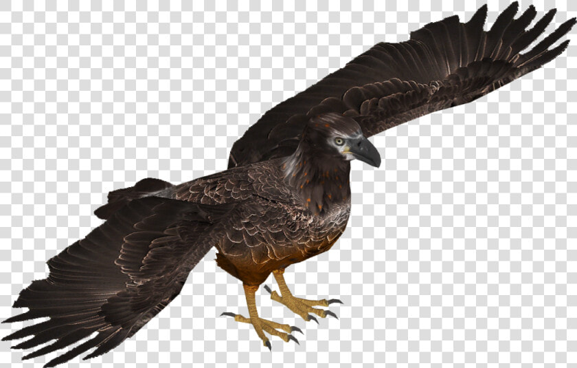 Bald Eagle Young Skin   Eastern Imperial Eagle Png  Transparent PngTransparent PNG