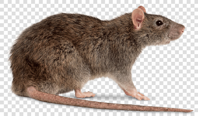 Rat Right   Rat Transparent Png  Png DownloadTransparent PNG