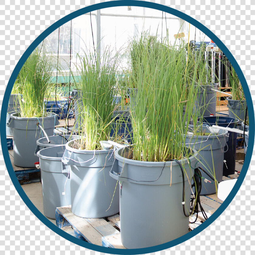 Passive Water Circle   Sweet Grass  HD Png DownloadTransparent PNG