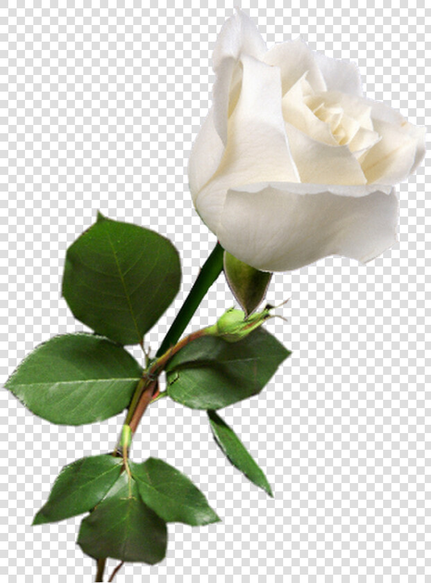 Rosa Blanca White Rose Png  White Roses  Red Roses    Transparent Single White Rose  Png DownloadTransparent PNG