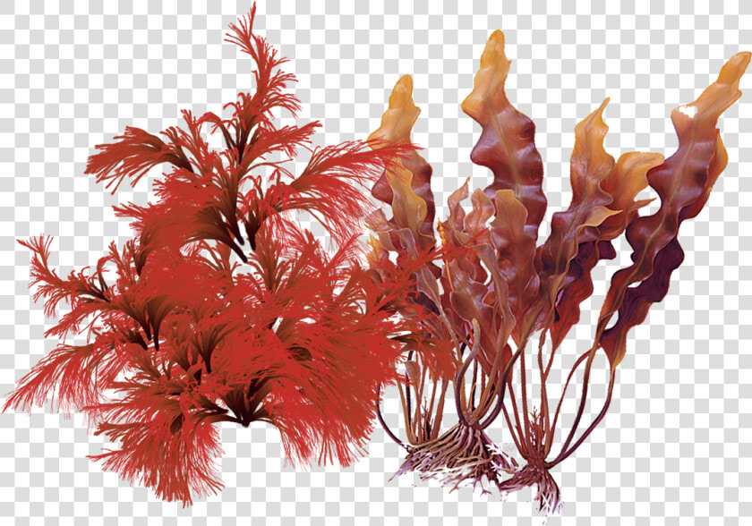 Red And Brown Algae  HD Png DownloadTransparent PNG