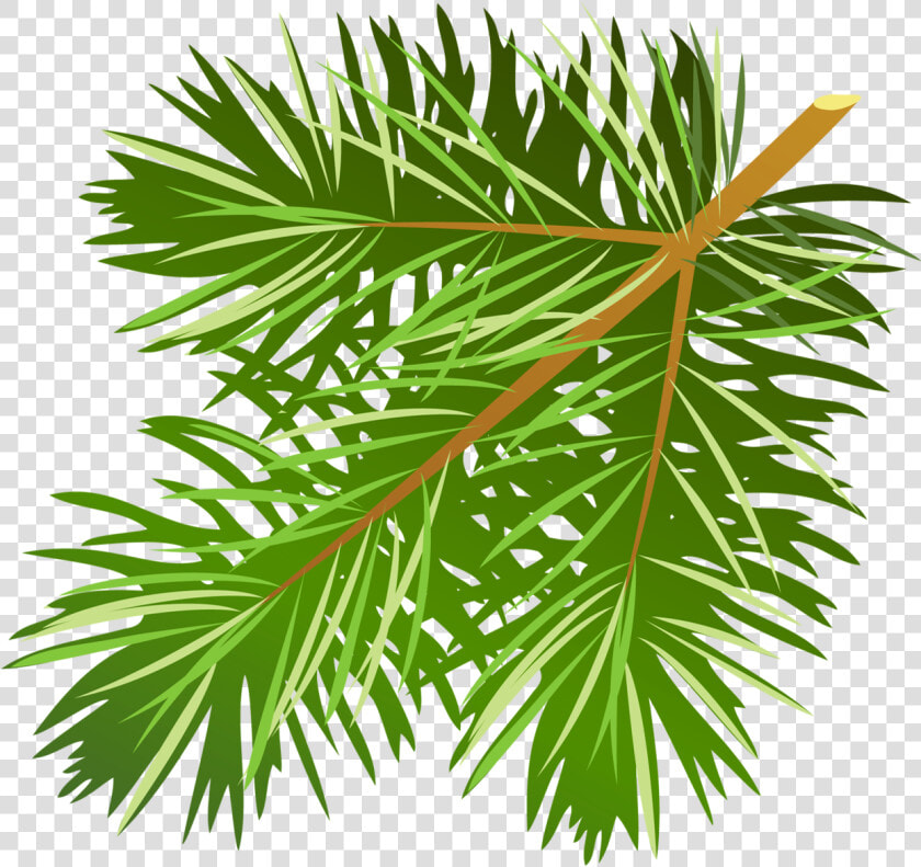 Transparent Tree Limb Png   Pine Tree Leaves Free  Png DownloadTransparent PNG