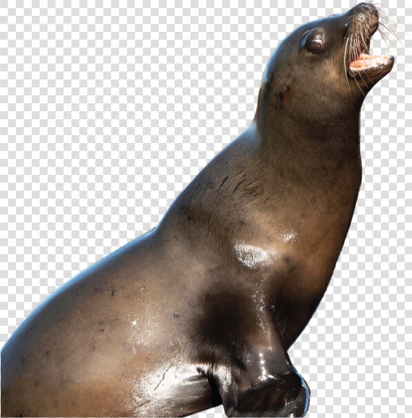 California Sea Lion  HD Png DownloadTransparent PNG