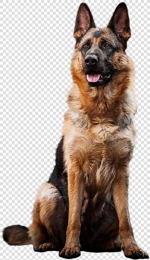 German Shepherd Png   German Shepherd Dog In Transparent Background  Png DownloadTransparent PNG