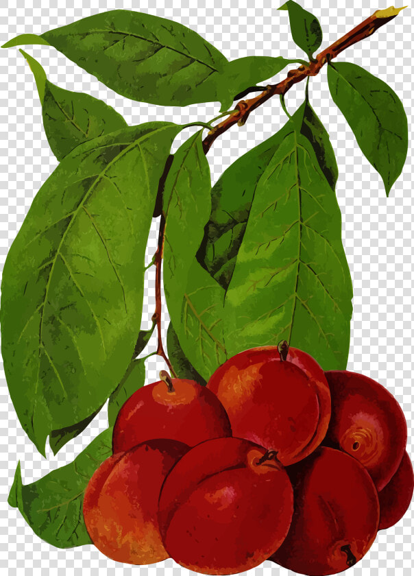 Plums 2 Clip Arts   European Plum  HD Png DownloadTransparent PNG