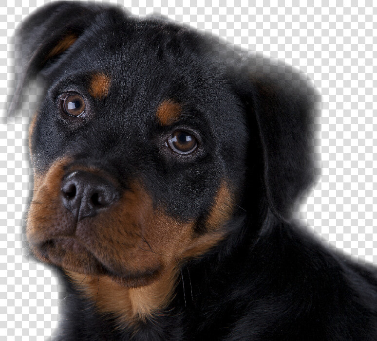 Rottweiler Puppy Training Brisbane   Rottweiler  HD Png DownloadTransparent PNG