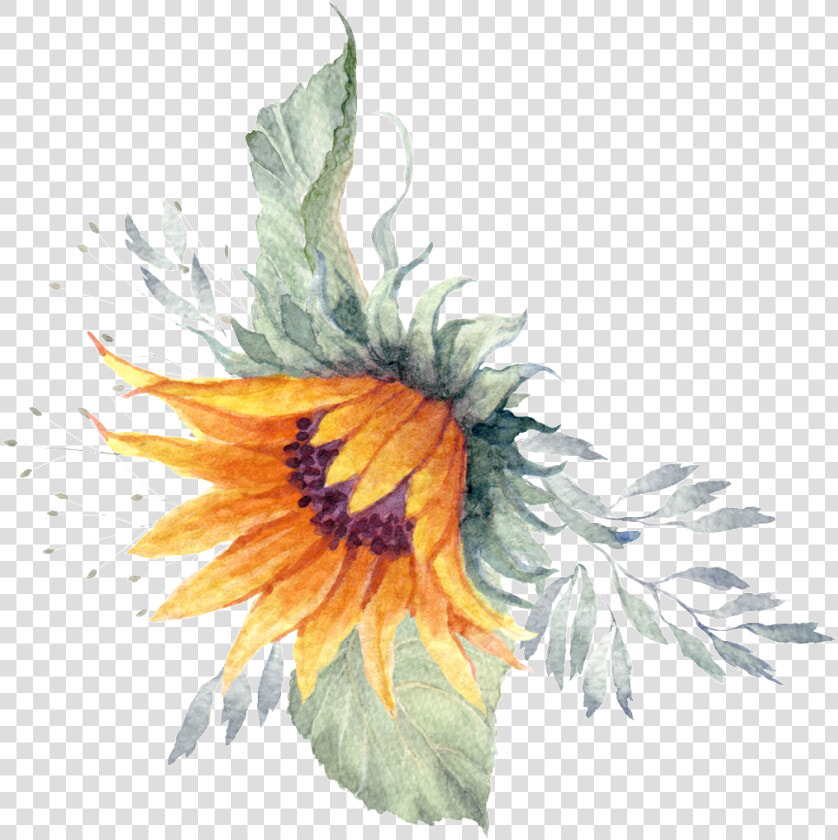 Sunflower Plant Watercolor Hand Painted Transparent  HD Png DownloadTransparent PNG